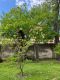 Walnussbaum_hinter_einem_jungen_Judasbaum_im_Botanischen_Garten_in_Pisa Walnussbaum_hinter_einem_jungen_Judasbaum_im_Botanischen_Garten_in_Pisa